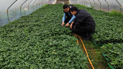 木瓜種植季——蛋白酶源頭守護品質(zhì)，鑄就酶好未來
