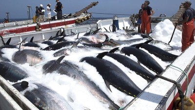 生產(chǎn)金槍魚肽選用哪款酶制劑？
