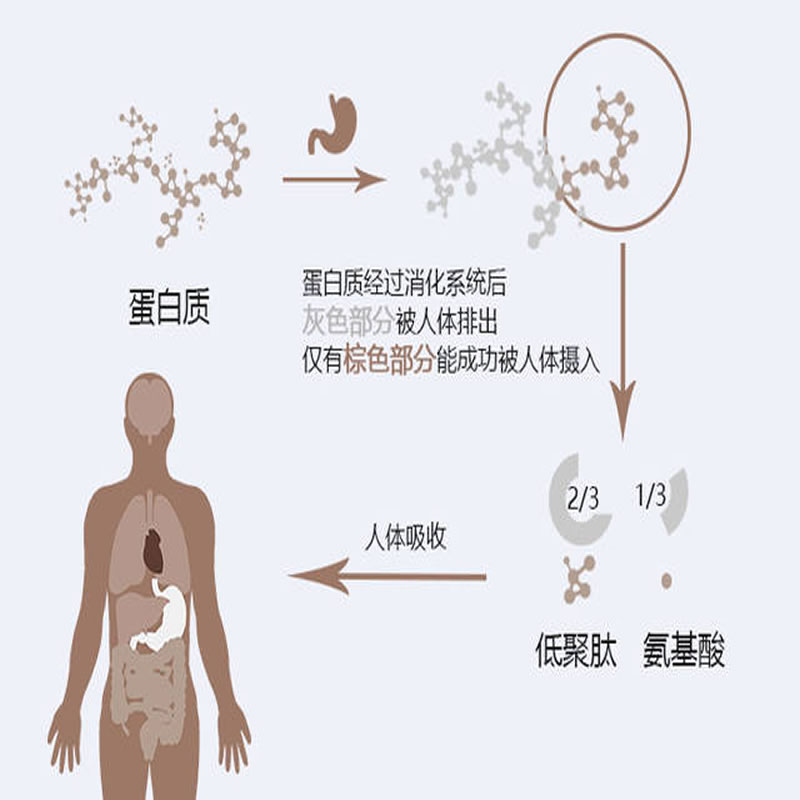 酶制劑在人體的反應(yīng)過(guò)程