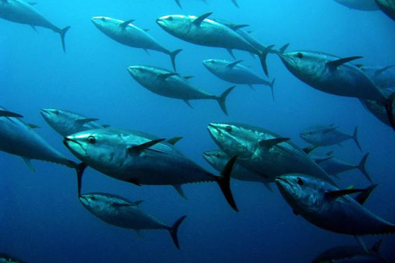 寵物誘食劑原料金槍魚