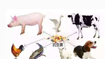 減抗、替抗、禁抗時(shí)代的飼料添加劑