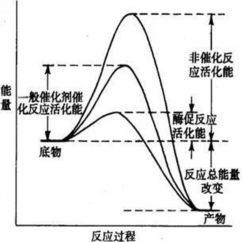 酶制劑作用機理