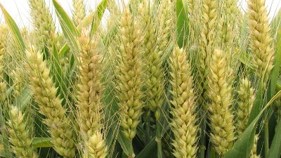 堿性蛋白酶、風(fēng)味酶在小麥蛋白肽生產(chǎn)中的應(yīng)用